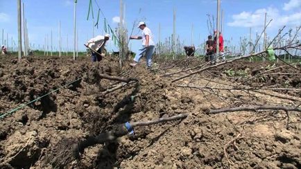 Plantarea de primăvară cu mere mâinile lor - o descriere detaliată! (Plantare de mere de primăvară) Plantarea de primăvară cu mere mâinile lor - o descriere detaliată!
