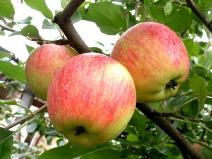 Plantarea de primăvară cu mere mâinile lor - o descriere detaliată! (Plantare de mere de primăvară) Plantarea de primăvară cu mere mâinile lor - o descriere detaliată!