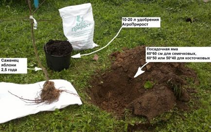 Plantarea de primăvară cu mere mâinile lor - o descriere detaliată! (Apple) Plantarea de primăvară cu mere mâinile lor - o descriere detaliată!