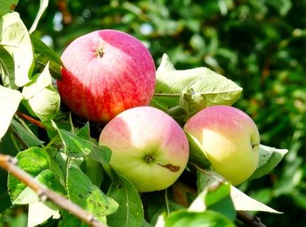 Plantarea de primăvară cu mere mâinile lor - o descriere detaliată! (Destinație) Plantarea de primăvară cu mere mâinile lor - o descriere detaliată!