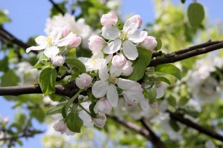 Plantarea de primăvară cu mere mâinile lor - o descriere detaliată! (Destinație) Plantarea de primăvară cu mere mâinile lor - o descriere detaliată!