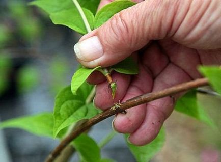 Plantarea cultivarea caprifoi comestibile de răsaduri, tehnologie