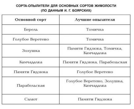 Plantarea cultivarea caprifoi comestibile de răsaduri, tehnologie