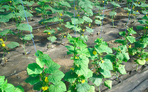 Însămînțarea preparare răsaduri de castravete de semințe pentru cultivarea răsadurilor, transplantarea la un loc permanent