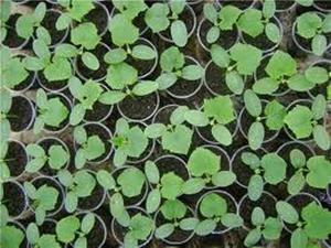 Însămînțarea preparare răsaduri de castravete de semințe pentru cultivarea răsadurilor, transplantarea la un loc permanent