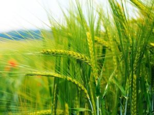 Însămânțarea de primăvară calendarul grâu, metode, îngrijirea culturilor