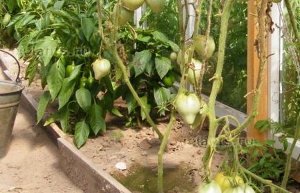 Apoi, plantarea tomatelor