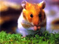 Comportamentul hamsteri hamsteri, hamsteri sunt animale nocturne, hamsteri sunt animale solitare teritoriale,