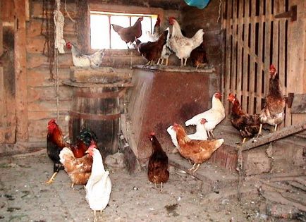 Condiții de conținutul găinilor ouătoare la domiciliu