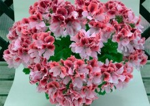 Condiții de flori de îngrijire la domiciliu hibiscus