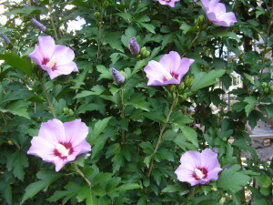 Condiții de flori de îngrijire la domiciliu hibiscus