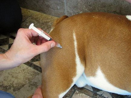 De droguri „verakol“ manual de instrucțiuni de câine