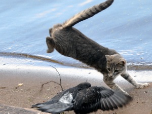 Credinte si superstitii despre pisici