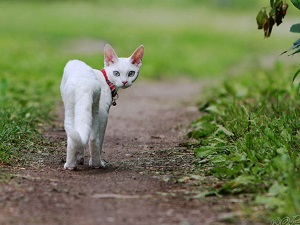 Credinte si superstitii despre pisici