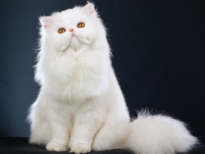 Credinte si superstitii despre pisici