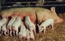 Efectuarea fătat cum să ia naștere la porci
