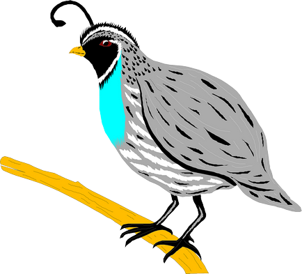 Bird în limba engleză - nume Bird în limba engleză cu traducere