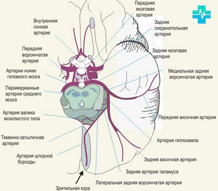 pupile dilatate