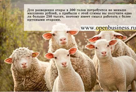 Creștere de ovine, caprine și - rentabilitatea de 25%
