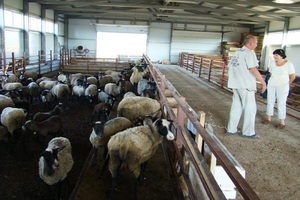 Oile la domiciliu în special conținutul de ovine și caprine în filiala personale