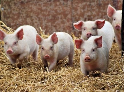 Porci pentru reproducere, ca o afacere - profitabil pentru a ridica porci