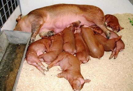 Porci pentru reproducere la domiciliu pentru începători, cel mai eficient hrănire, porci pentru reproducere