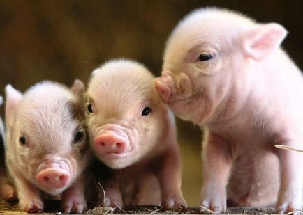 Porci pentru reproducere la domiciliu pentru începători, cel mai eficient hrănire, porci pentru reproducere
