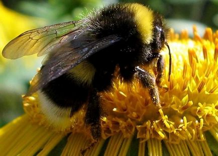 Copil mușcat de albine - ce să facă la domiciliu