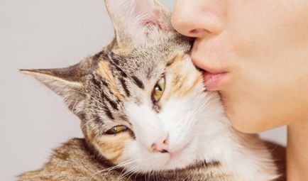 Rinita la pisici simptome, diagnostic, tratament, prevenire, animale de casa
