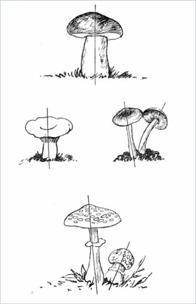 Desen de la natură - pagina 6
