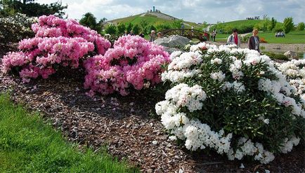 Rododendroni de întreținere, de plantare și cultivare în câmp deschis, reproducerea în casă