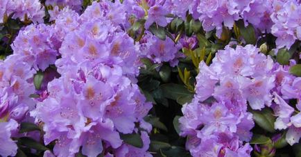 specii rhododendron, soiuri