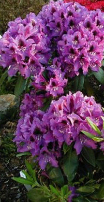 specii rhododendron, soiuri