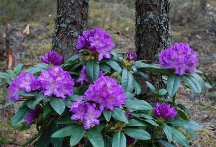 specii rhododendron, soiuri