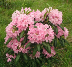 specii rhododendron, soiuri