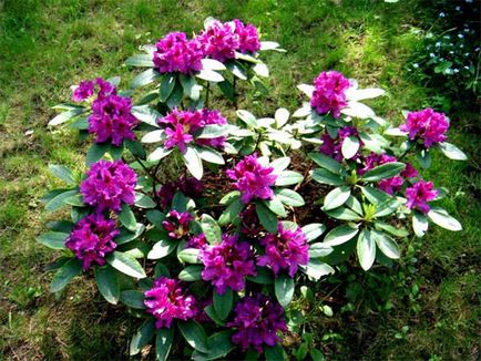 specii rhododendron, soiuri