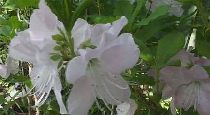 specii rhododendron, soiuri