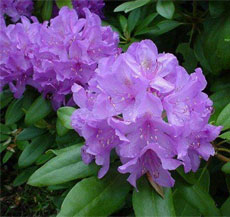 specii rhododendron, soiuri