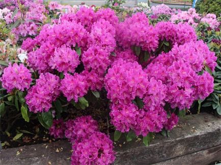 specii rhododendron, soiuri