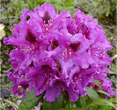 specii rhododendron, soiuri