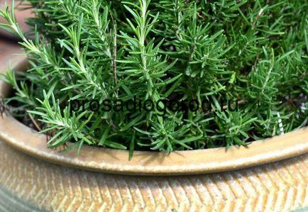 Rosemary în creștere într-o oală la domiciliu pe un balcon sau pervaz, clipuri video și fotografii (pervaz) Rosemary în creștere într-o oală la domiciliu pe un balcon sau pervaz, clipuri video și fotografii