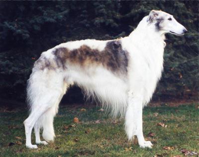 Greyhound rus graba mai repede decât vântul! Standarde și caracteristici ale Rase de caini Borzoi rus