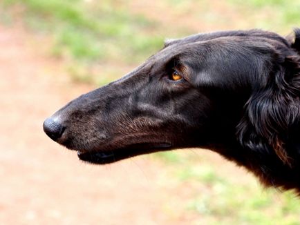 Caracteristicile Hound rasa rusă