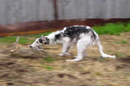 Hound rasa rusească caracteristică (Greyhound) Caracteristicile Hound rasa rusă