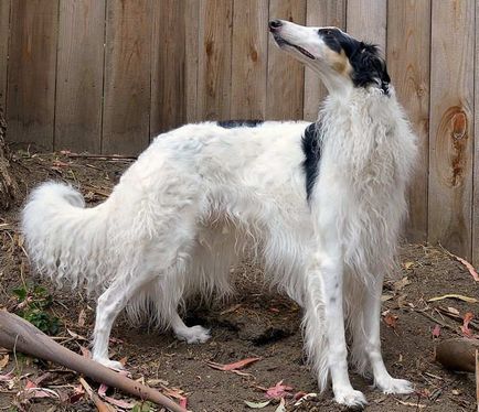 Rusă Borzoi rasa descriere, fotografii, caracter, îngrijire