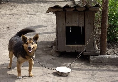 porecle din România pentru câini de băieți și fete