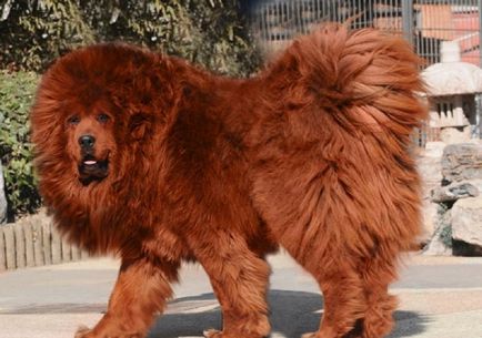 Cel mai scump caine din lume (50 poze) tibetan Mastiff, o rasa veche a ceea ce, cât de mult, ce fel de