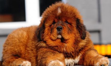 Cel mai scump caine din lume (50 poze) tibetan Mastiff, o rasa veche a ceea ce, cât de mult, ce fel de