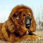 Cel mai scump caine din lume (50 poze) tibetan Mastiff, o rasa veche a ceea ce, cât de mult, ce fel de