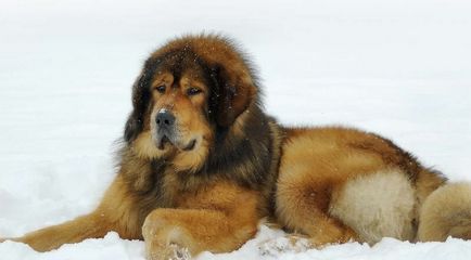 Cel mai scump caine din lume (50 poze) tibetan Mastiff, o rasa veche a ceea ce, cât de mult, ce fel de
